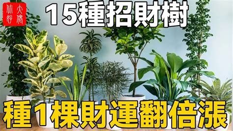 招財植物有哪些|招財樹有哪些？命理專家盤點8種好照顧又能帶來好風水的植物